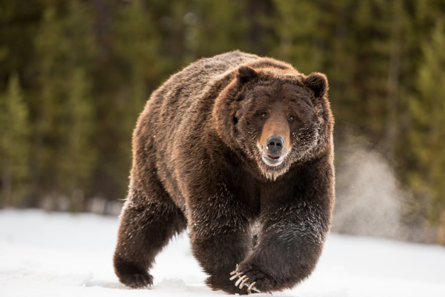 A large grizzly bear with thick brown fur walks across a snowy landscape with a forest in the background. Its face is calm and its powerful frame is emphasized by the low angle.