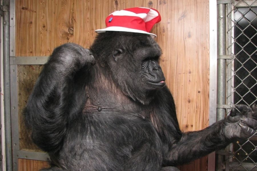 A gorilla wearing a red and white striped hat sits indoors, looking to the side with a relaxed expression. The setting includes a wire mesh window and wooden walls.