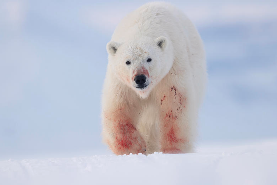 A polar bear with blood-stained fur on its snout and front legs walks across the icy Arctic tundra. The white background highlights the stark contrast of red against its fur.