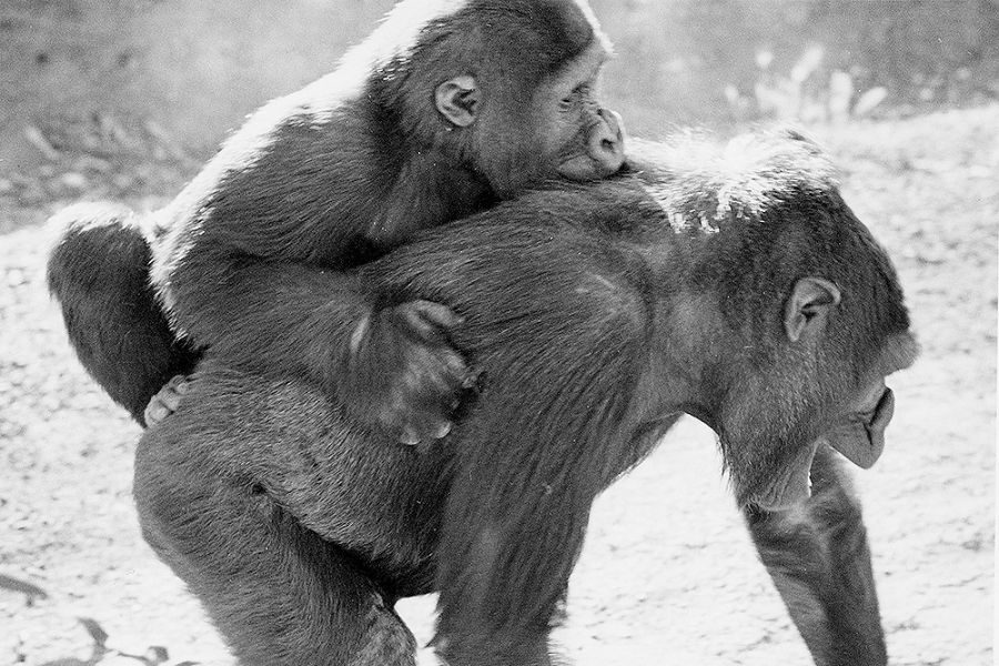 young gorilla clings to the back of an adult gorilla, holding tightly as they walk outdoors. The photo is in black and white, capturing a tender moment of maternal care.