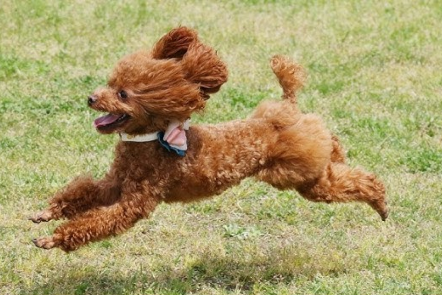 A Toy Poodle mid-leap in a grassy area, wearing a bow collar and appearing joyful and energetic.