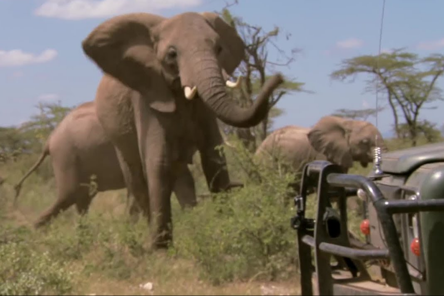 A herd of elephants, including one large bull flaring its ears, confronts a safari vehicle in the African savanna. The lead elephant appears agitated, raising its trunk.