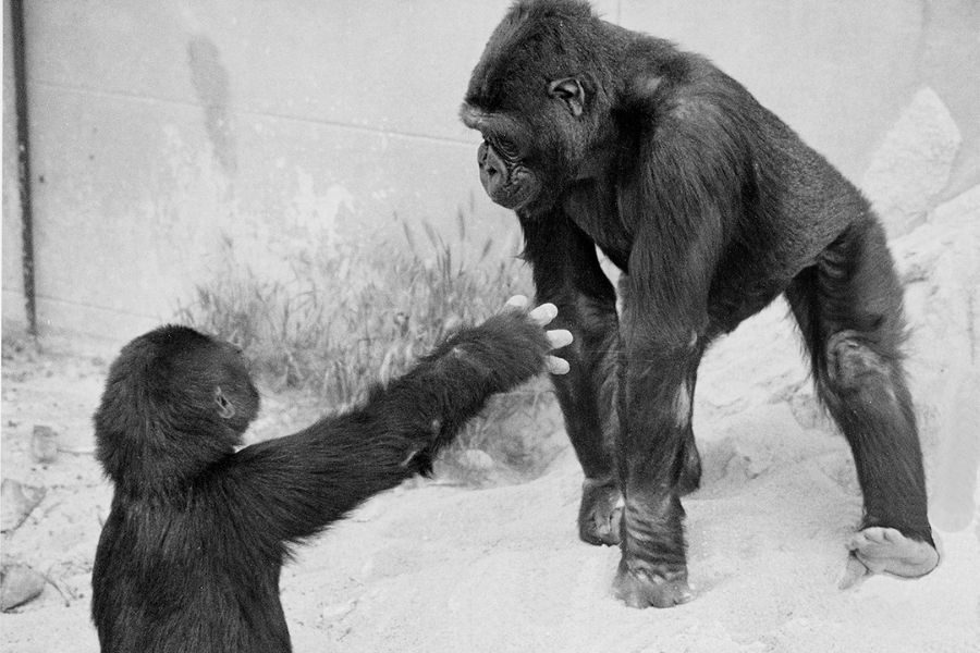 A young gorilla reaches out toward another gorilla who stands tall on all fours in a sandy, enclosed area. Their body language suggests social interaction or play.