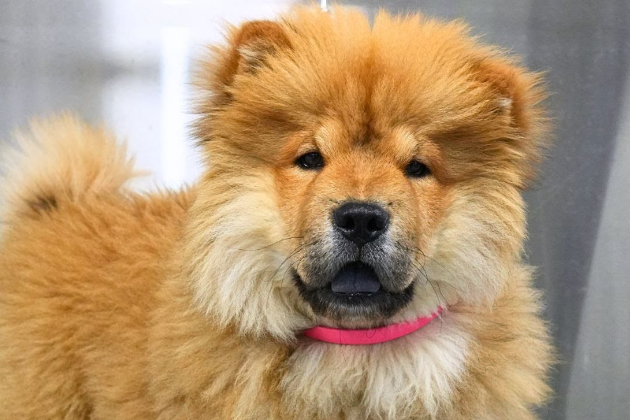 Fluffy Chow Chow puppy with a thick golden coat and pink collar, facing the camera.