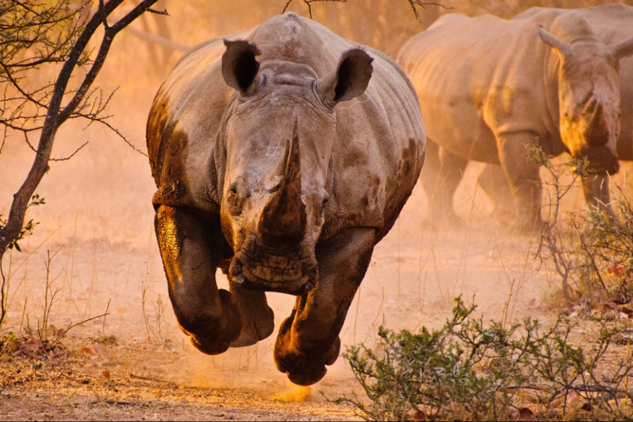 A white rhinoceros charges directly toward the camera on a dusty trail, with another rhino in the background amid golden sunset light.