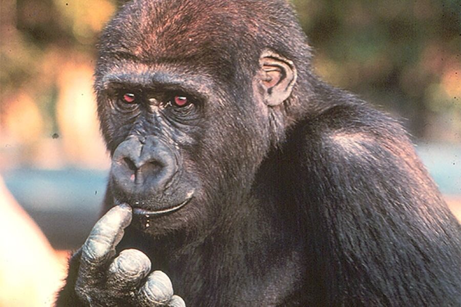 A gorilla points to its lips with a single finger while looking forward with a focused expression. The background is softly blurred with hints of greenery.