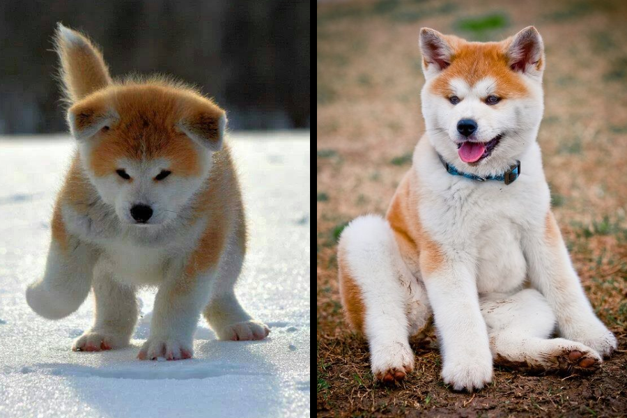 Side-by-side images of an Akita Inu puppy playing on snow and sitting on dry grass, looking happy.