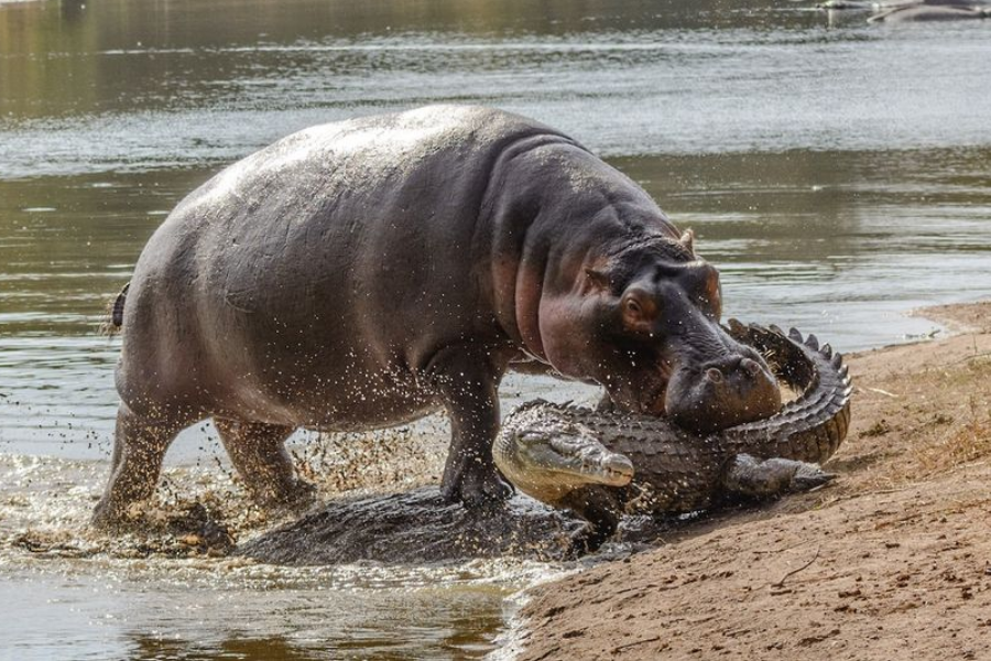 A hippopotamus bites a crocodile on the shore of a river, lifting it partially out of the water. Water sprays around them from the sudden movement.