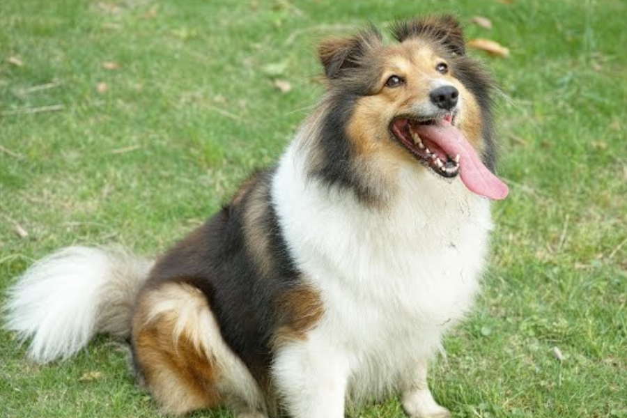 A Shetland Sheepdog sitting on grass with tongue out, looking up with a happy expression.