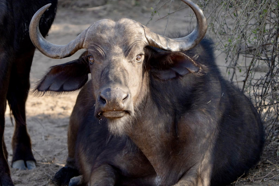 A Cape buffalo lies on the ground and looks directly at the camera with curved horns and alert eyes. Dust and brush surround the animal.