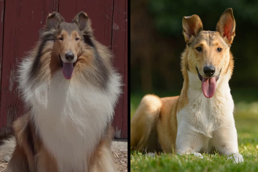 Side-by-side image of a Rough Collie with a thick mane and a Smooth Collie with short fur, both panting and happy.