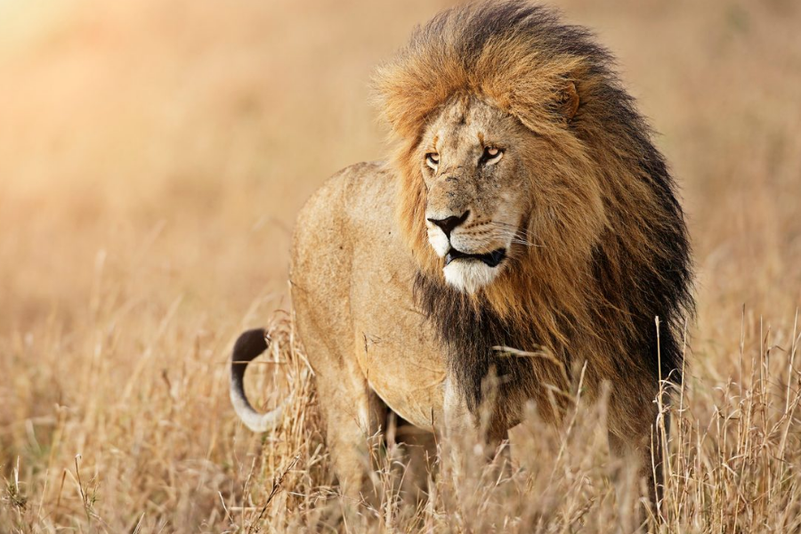 A male lion with a full dark mane stands tall in dry golden grass, gazing intently to the side as sunlight hits its face.