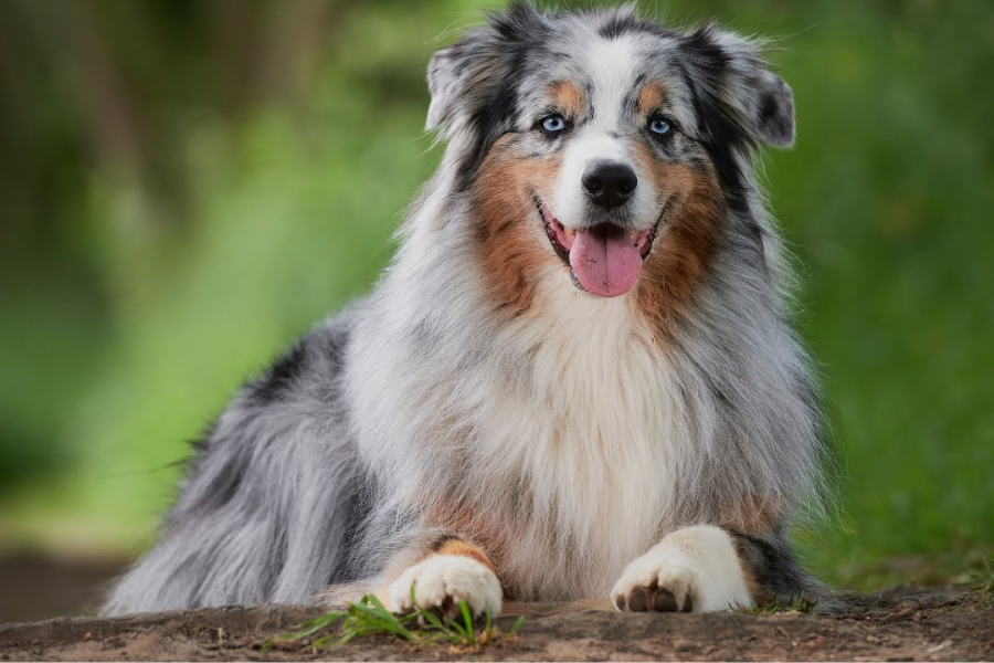Australian Shepherd with blue eyes lying on the ground in a forest setting, looking directly at the camera.