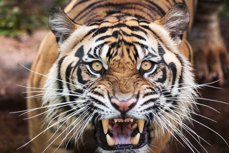 A snarling tiger with golden eyes and exposed fangs stares directly into the camera. The close-up captures its sharp teeth and intense expression.