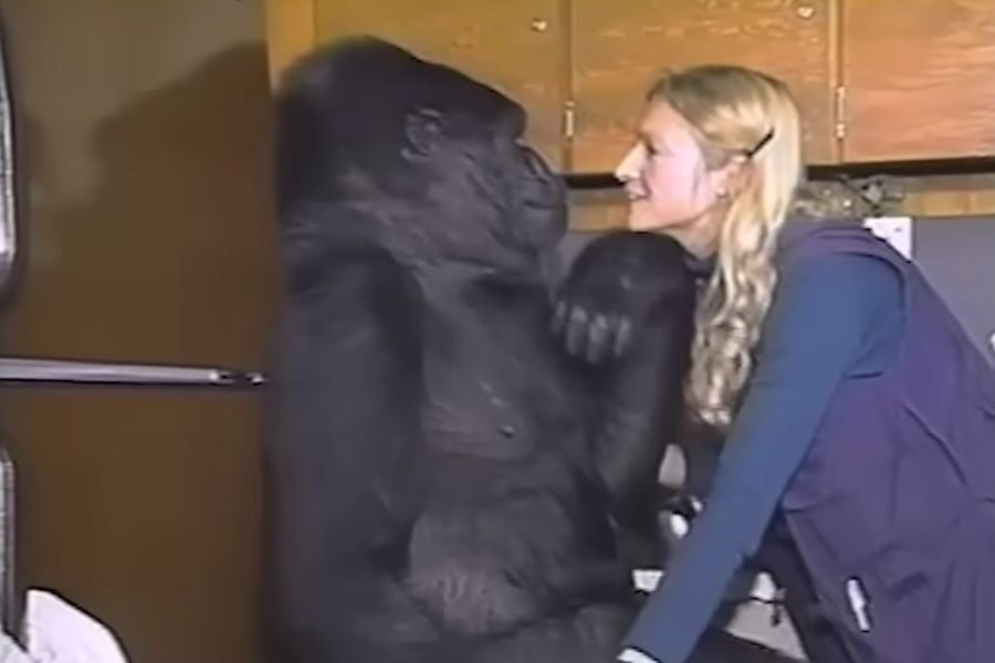 A woman leans in closely and gazes into a gorilla’s face, while the gorilla rests its arm affectionately on her. They appear to share a quiet moment of connection.
