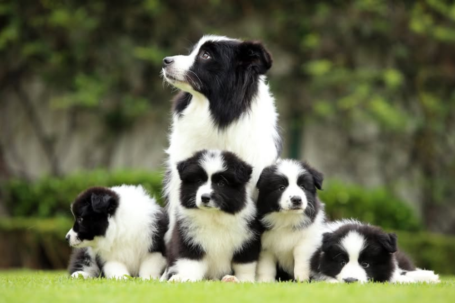 A Border Collie mother with four black-and-white puppies sitting together on green grass.
