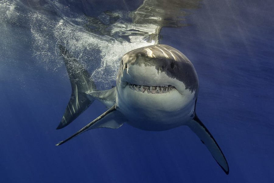 A great white shark swims just below the ocean surface with its mouth slightly open and fins spread wide. Sunlight sparkles on the water above.