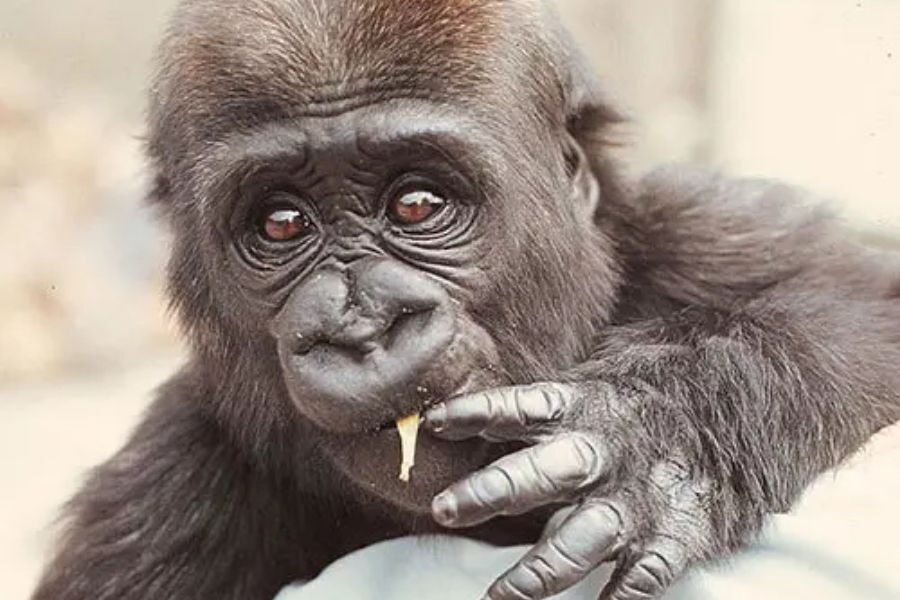 A close-up of a young gorilla chewing food with a small piece sticking from its mouth, its wide eyes looking softly toward the camera.