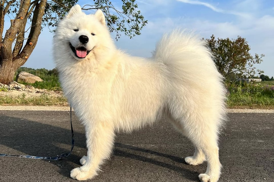 Fluffy white Samoyed dog standing on a paved path, smiling happily with a curled tail under a blue sky.