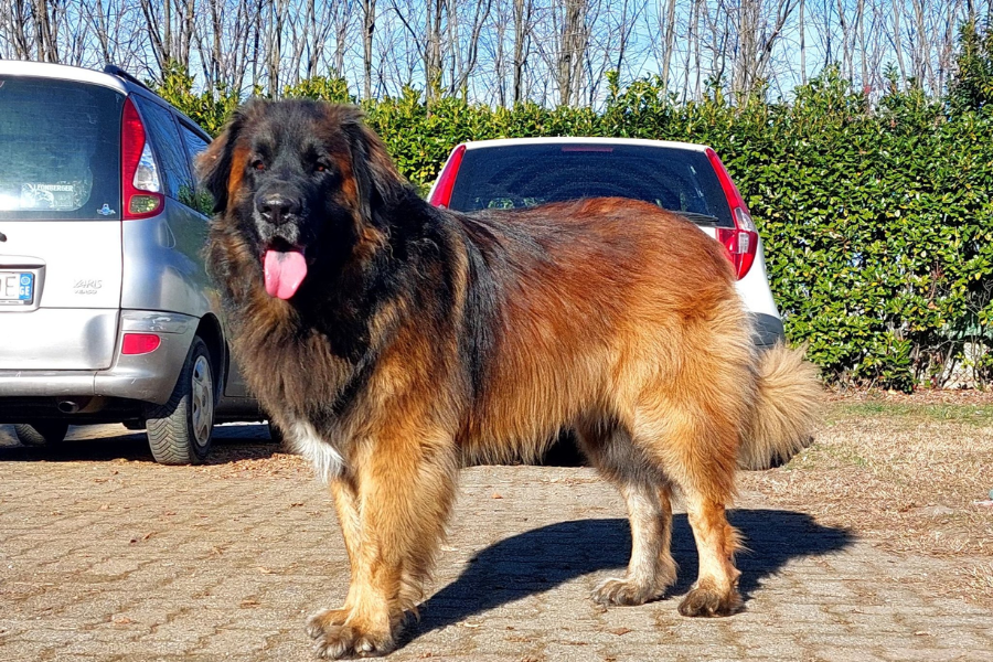 A large Leonberger dog standing on a paved driveway near parked cars, with trees and hedges in the background.