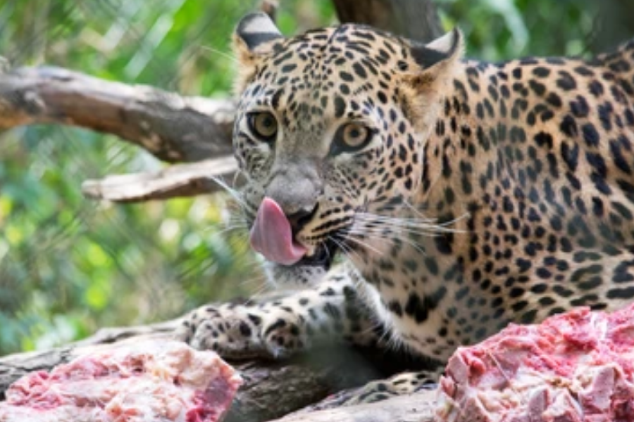 A jaguar lies on a log licking its nose while surrounded by chunks of raw meat. The big cat’s intense gaze is fixed on the camera.