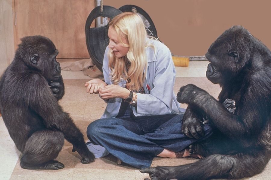 woman sits on the floor between two young gorillas, engaging them with sign language. One gorilla mimics a sign by touching its chin while the other watches closely.