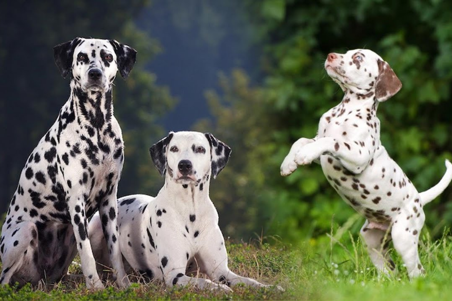 Two adult Dalmatians sitting and one Dalmatian puppy standing on hind legs in a natural outdoor setting.