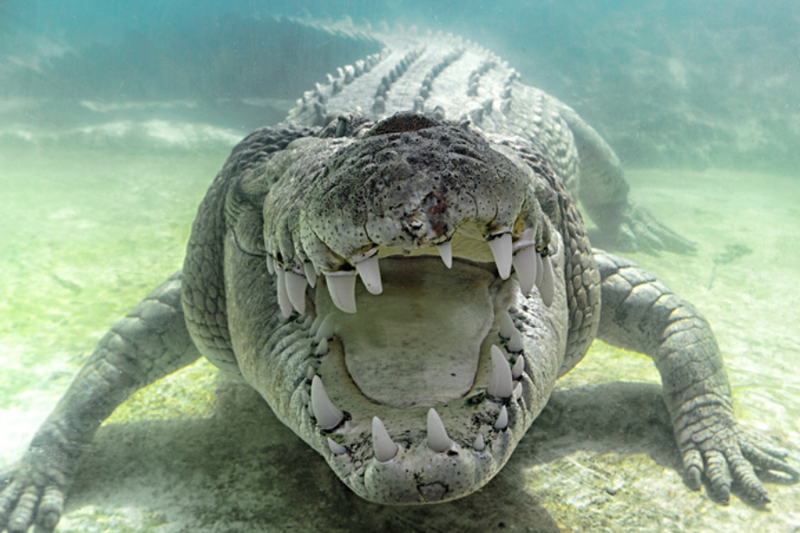 A massive crocodile underwater opens its jaws wide, revealing sharp white teeth in a dramatic display. The image is taken head-on in clear shallow water.