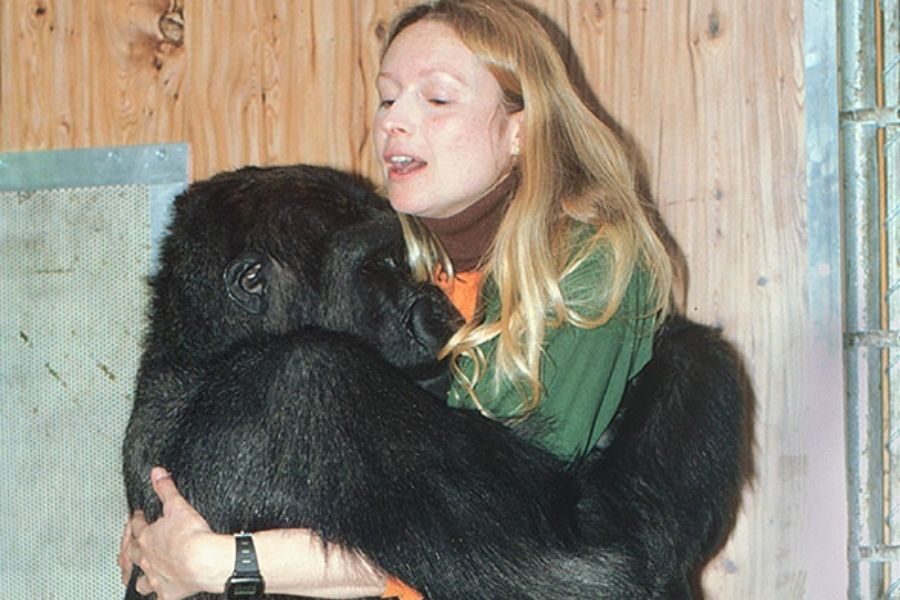 A gorilla embraces a woman in a tight, emotional hug while the woman closes her eyes, resting her head near the gorilla’s. They are standing in an indoor enclosure.