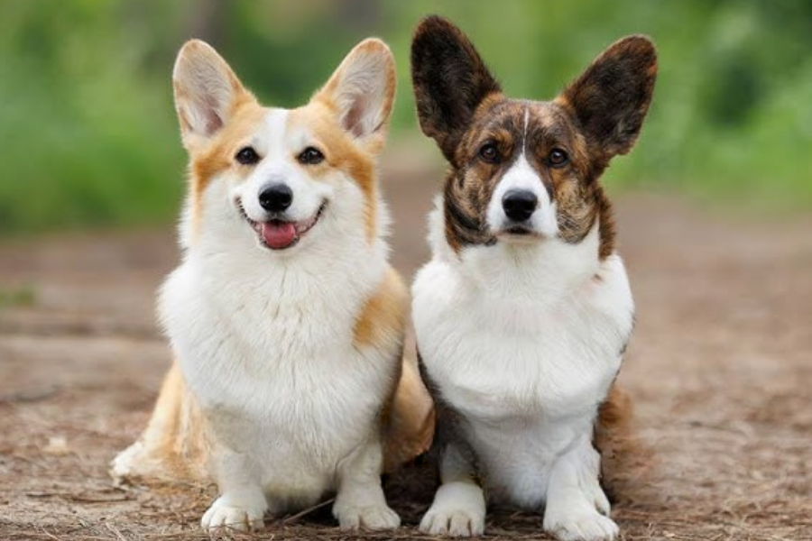 Two Corgis sitting side by side on a dirt path—one Pembroke Welsh Corgi with a tan and white coat, and one Cardigan Welsh Corgi with a brindle and white coat and larger ears.