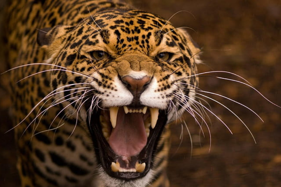 A snarling jaguar bares its sharp fangs with whiskers flaring and eyes narrowed, showing an aggressive expression in a close-up shot.