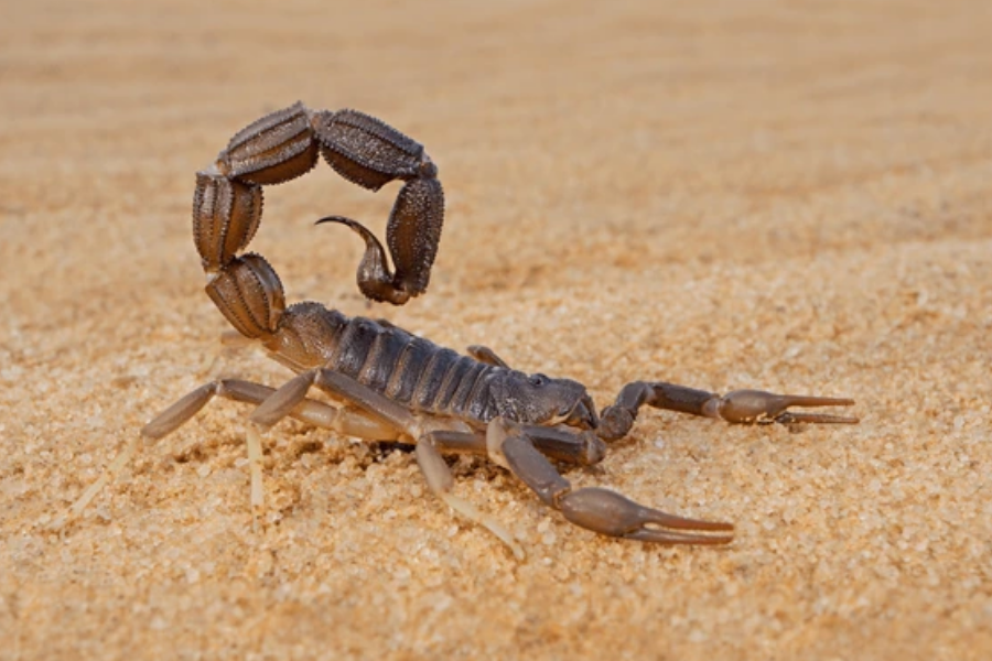 A brown scorpion with its curved tail raised high sits on golden desert sand, poised in a defensive stance.