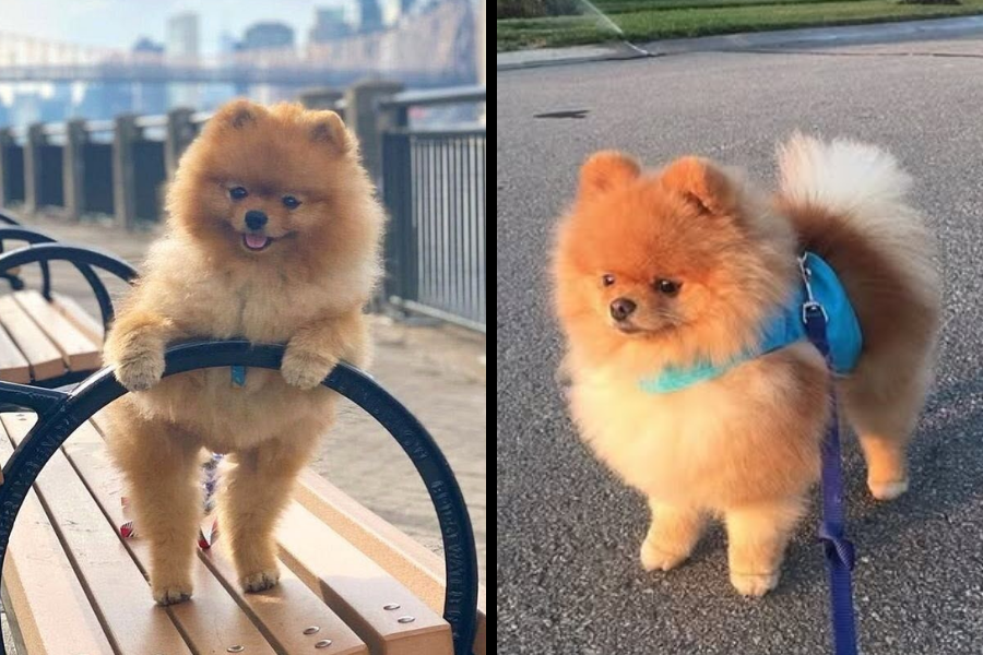 A split image of two fluffy Pomeranians—one standing on a bench rail in a city park and the other wearing a harness on a sidewalk.