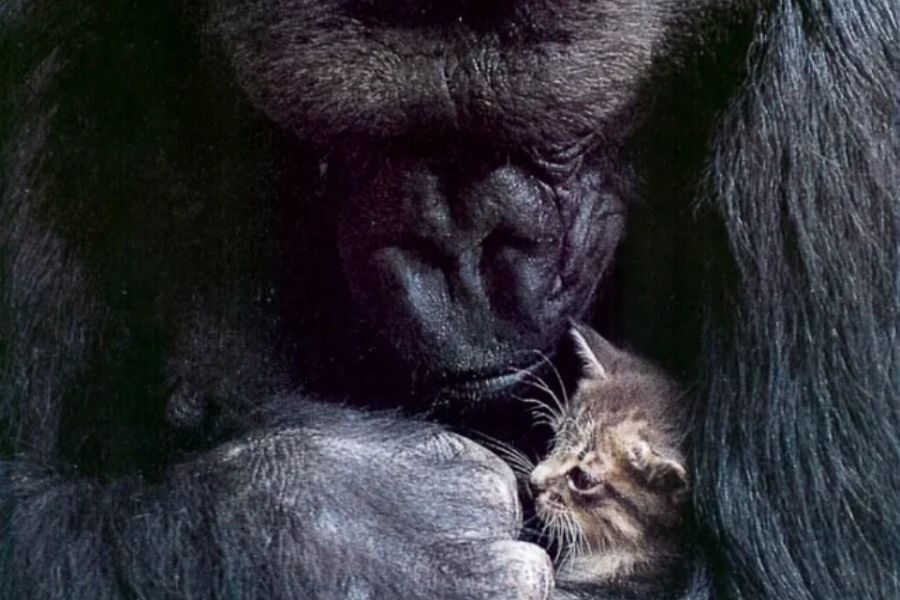 A close-up of a gorilla gently cradling a tiny tabby kitten in its large hands, with a calm and protective demeanor.