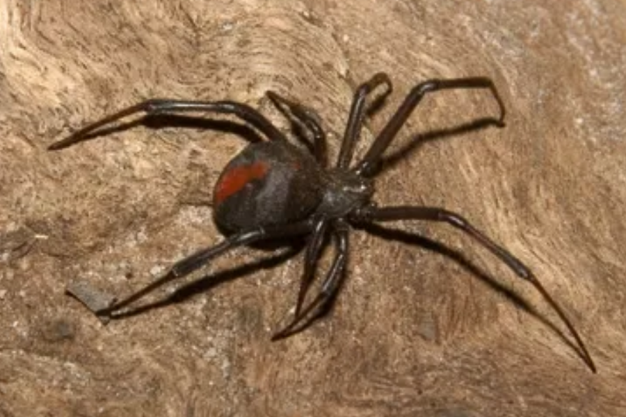 A black widow spider with long thin legs and a red hourglass marking on its round black body crawls across a rough surface.