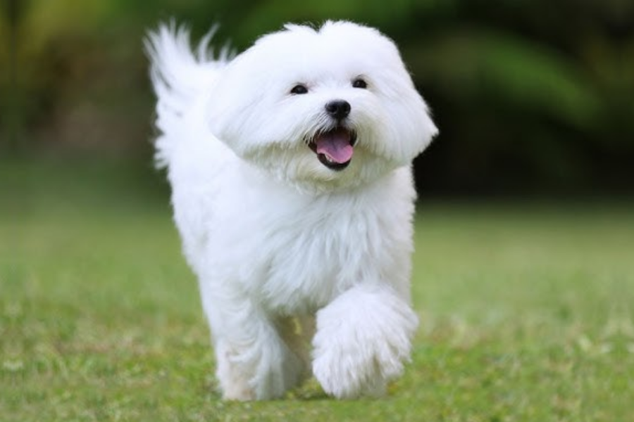 A Maltese dog with long, silky white fur running on grass with a happy expression.