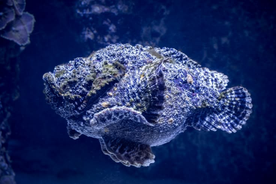 A stonefish with a textured, camouflaged body floats in deep blue water, blending in with the rocky environment.