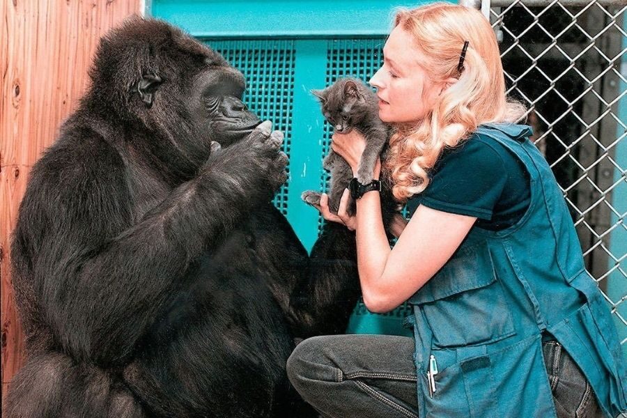 A gorilla observes closely as a woman holds a gray kitten up between them, while the gorilla makes a sign with one hand near its mouth.
