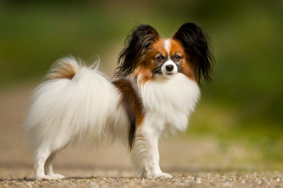 A Papillon dog standing on a dirt path, showing off its flowing white coat and large butterfly-shaped ears.