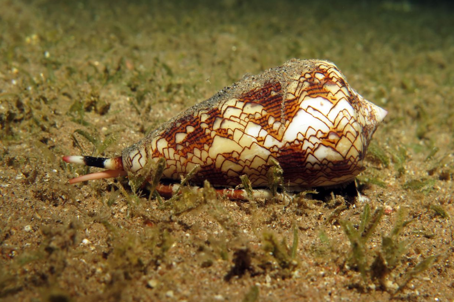 A cone snail with a patterned shell crawls across the sandy ocean floor, its siphon and proboscis extended.