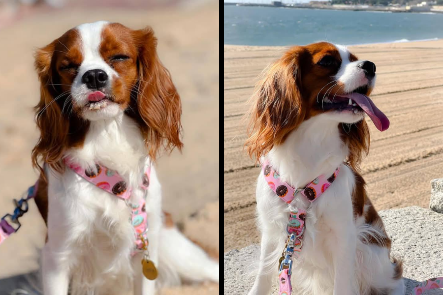 Side-by-side photos of a Cavalier King Charles Spaniel at the beach—one with eyes closed and tongue out, the other with ears flowing in the breeze.