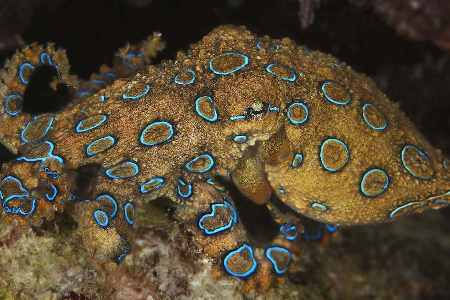 A blue-ringed octopus with vivid blue circles on its yellowish-brown skin clings to a coral surface, its tentacles curled.