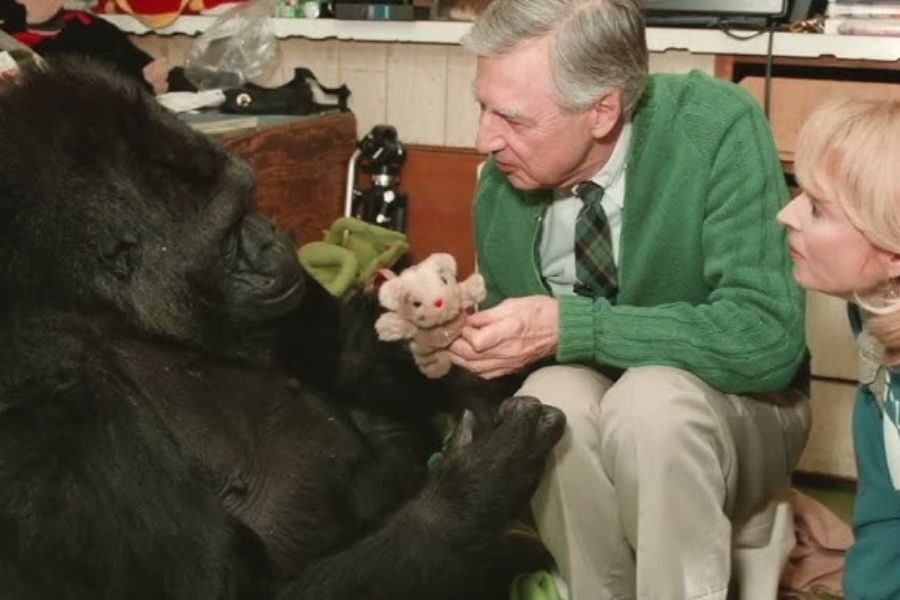 A gorilla sits indoors while Mister Rogers holds out a small stuffed animal, making eye contact with the gorilla. A woman kneels beside them, smiling.