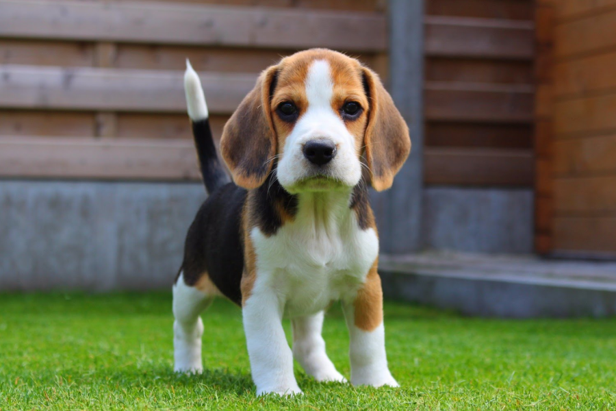 A Beagle puppy standing on a grassy lawn in a backyard, looking curiously at the camera.