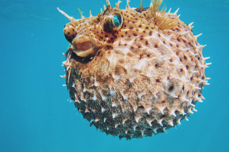A pufferfish inflates its spiny body underwater, floating in blue ocean water with its mouth slightly open and large eye visible.