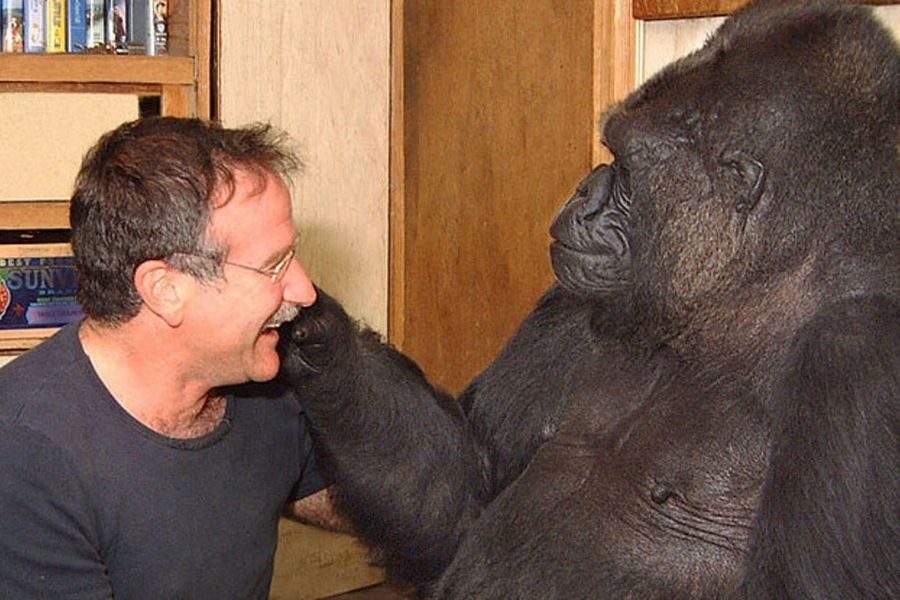 A gorilla gently reaches out to touch a smiling man’s face while he laughs, creating a warm moment of connection indoors.