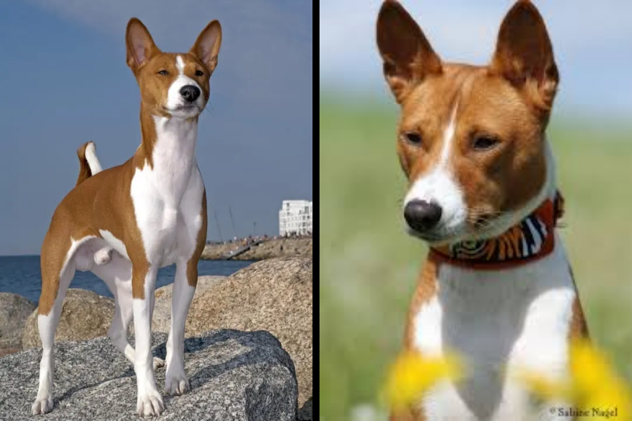 Two images of Basenjis—one standing proudly on rocks by the sea and one in a close-up portrait in a field.