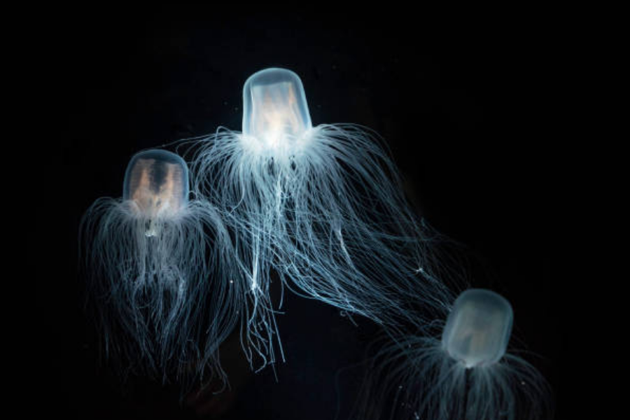 Three translucent box jellyfish with long, trailing tentacles glow softly against a black background in an underwater scene.