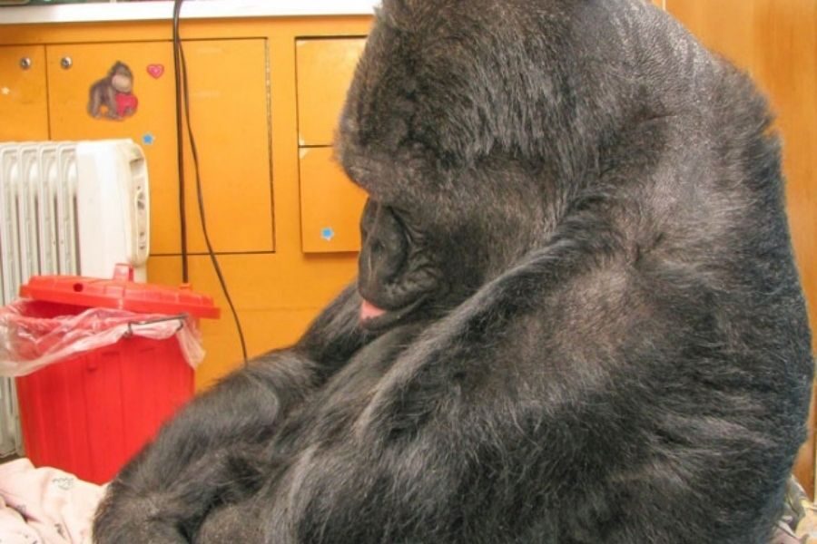 A gorilla sits with its head lowered and eyes closed, its tongue barely sticking out in a gesture that suggests sadness or deep thought.