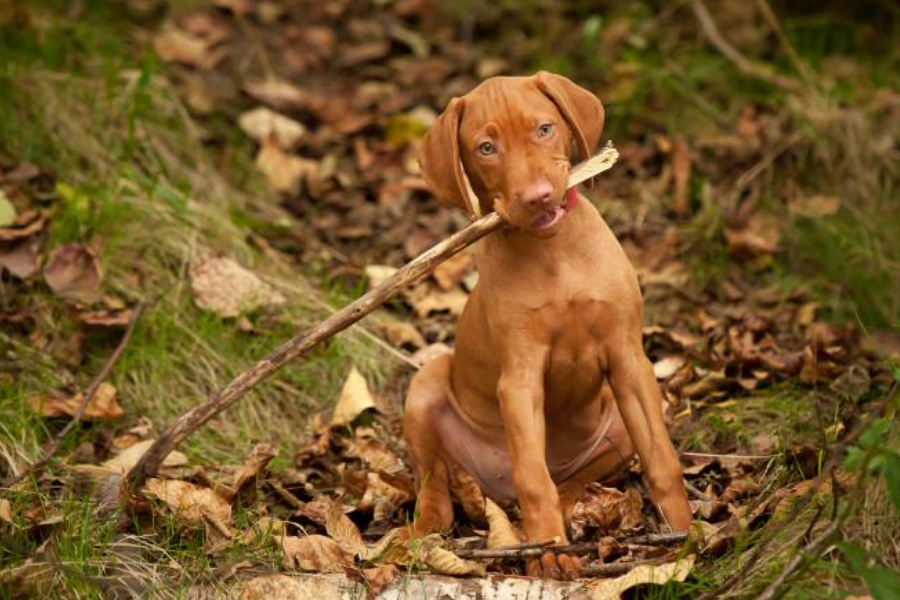 A Vizsla puppy sitting in fallen leaves in the forest, holding a long stick in its mouth.